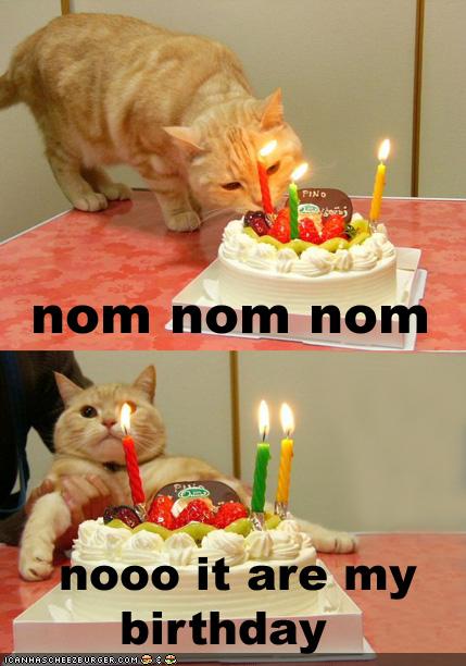 funny-pictures-cat-wants-his-birthday-cake.jpg
